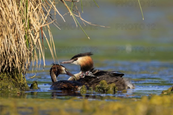 A great crested grebe lovingly cares for another bird at the water's edge in the reeds, Great crested grebe, (Podiceps Scalloped ribbonfish), with chicks, wildlife, Germany, Europe