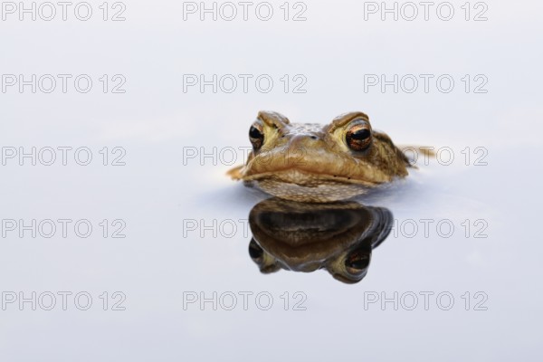Patient toad... Common toad (Bufo bufo), male common toad patiently waiting for a female during the spawning season, swimming in the water, reflected on the water surface, Lower Rhine, North Rhine-Westphalia, Germany, Western Europe, Europe