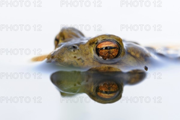 Toad eyes... Common toad (Bufo bufo), male toad waiting in spawning waters for a female ready to mate, looking out, floating in the water, native amphibians, amphibians, toads, nature, Lower Rhine, Rhineland, North Rhine-Westphalia, Germany, Western Europe, Europe