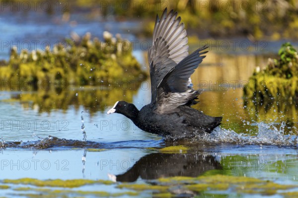 Eurasian Coot with spread wings sprinting through the water, plants and reflection in the background, Coot, (Fulicia atra), wildlife, Germany, Europe