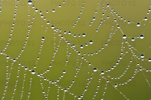 Spider web with dew drops, morning dew