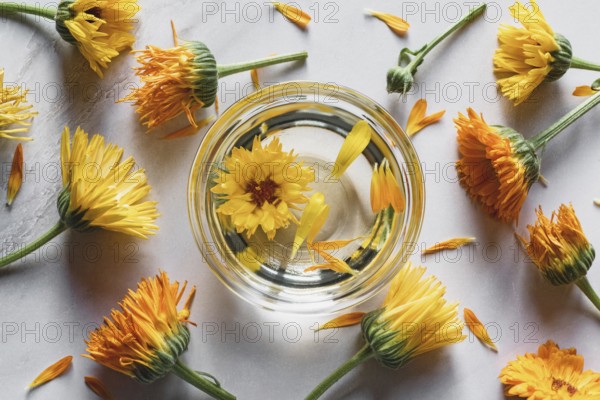 Homemade Calendula infused oil in a bowl, marigold flowers on white background, herbal medicine flat lay