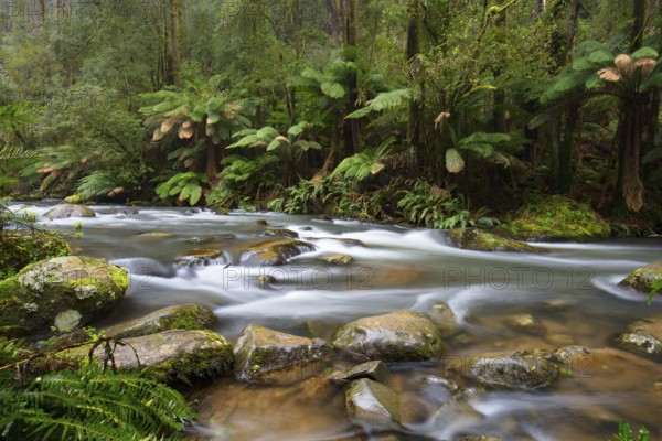 The popular Hopetoun Falls and surrounds after fierce winter storms near Lorne, Victoria, Australia, Oceania