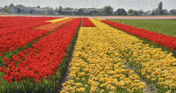 Colourful tulip fields are a tourist attraction in the Netherlands during the tulip blossom season, like here in Lisse on 27.4.2018, NLD, Netherlands