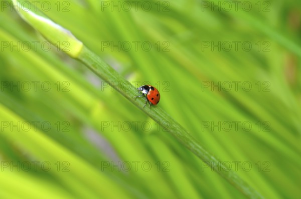 Ladybirds on daylily leaves in the garden