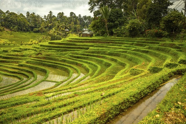 View of the rice terrace in Blimbing and Pupuan. Beautiful hilly fields in the tropical forest of Bali. Green terraces with a view of the landscape from the vantage point in the evening