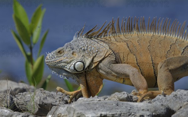 Green Iguana (Iguana iguana) Corozal district, Belize, Central America
