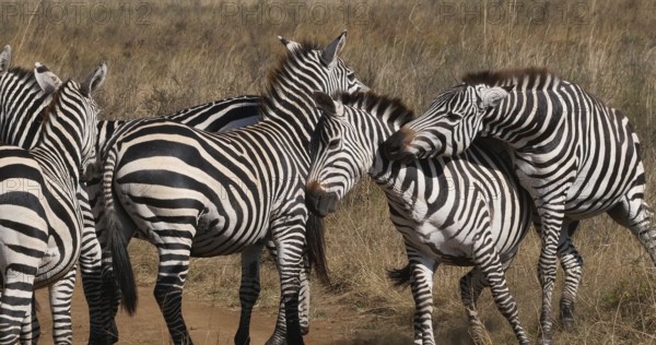 Grant's Zebra (equus burchelli) boehmi, fight, Herd at Nairobi Park in Kenya