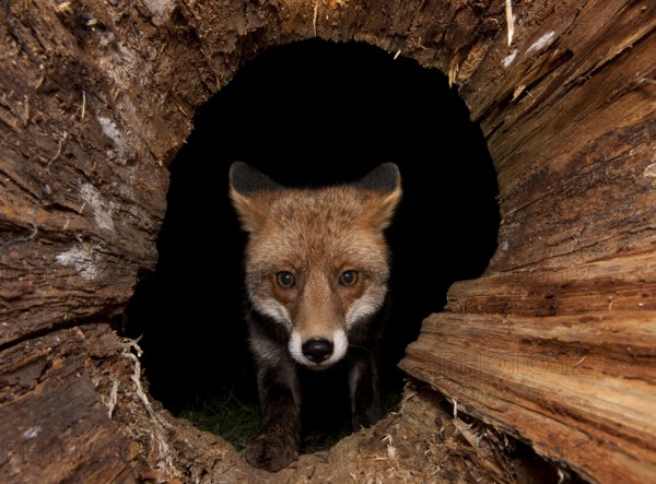 Red fox (Vulpes vulpes) peering into hollow tree trunk