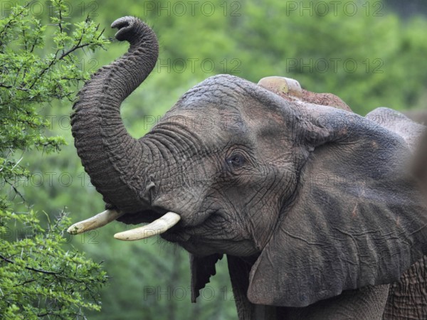 Close-up of an African elephant (Loxodonta africana) in Amakhala Game Reserve, Eastern Cape, South Africa. Close-up of an African elephant in Amakhala Game Reserve, South Africa, Africa