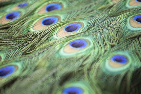 Peacock feather close up macro. Wroclaw, Poland, Europe