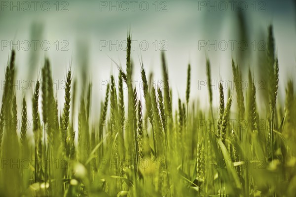 Wheat field in spring with poppies