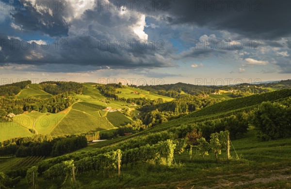 Vineyard on an Austrian countryside, Styrian Tuscany. Wine road through south