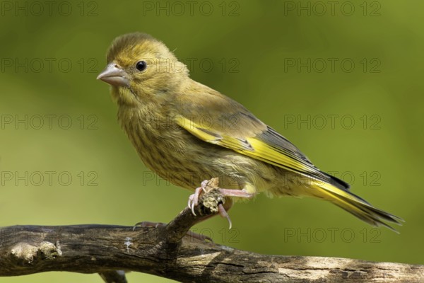 Juvenile greenfinch