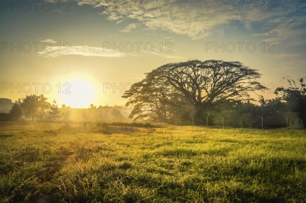 Photo of morning mist and greenery at sunrise in Maprik in Papua New Guinea. In this region, one can only meet people from local tribes