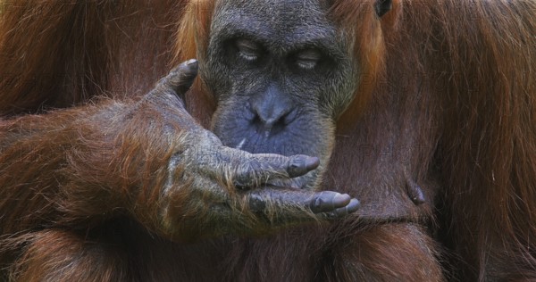 Orang Utan (pongo pygmaeus), Female eating