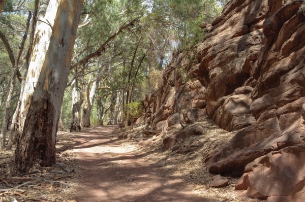 On the Wangara Lookout hike in the Flinders Ranges, Wilpena Pound, SA, Australia, Oceania