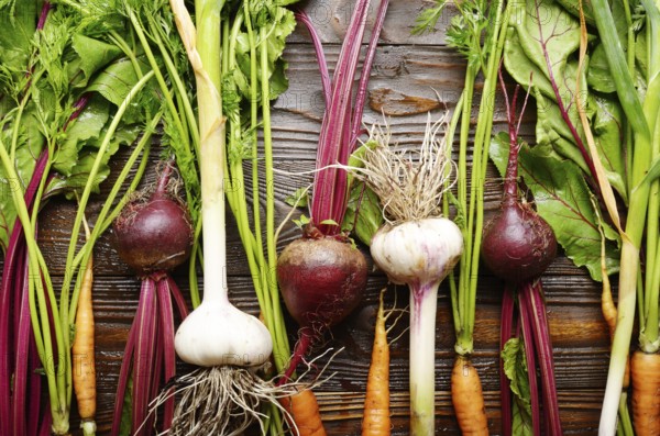 Vegetarian background of fresh organic beetroots green garlic and carrots on kitchen wooden rustic table