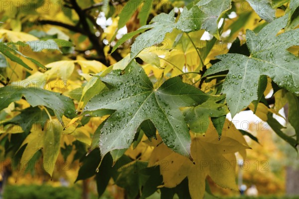 Background of multicolored leaves in morning light. Colorful autumn leaves background