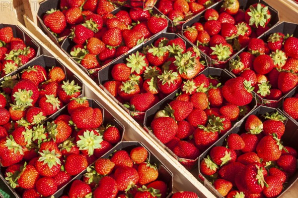 Fresh strawberries (Fragaria) in trays on a market stall, Bremen, Germany, Europe