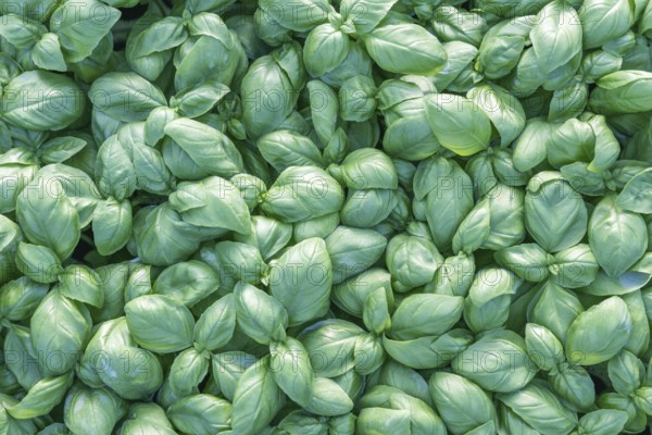 Fresh basil. Green basil. Green basil Food background. A lot of basil