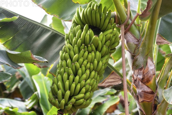 Banana bunch at the banana plantation platano of Tenerife, Canary islands