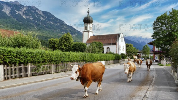 Cows on their way home to the barn