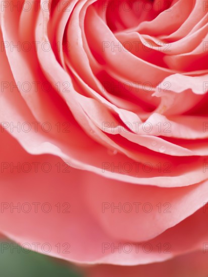 Abstract macro shot of beautiful pink rose flower. Floral background with soft selective focus, shallow depth of field