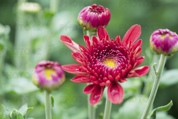 Chrysanths in flower bed in garden