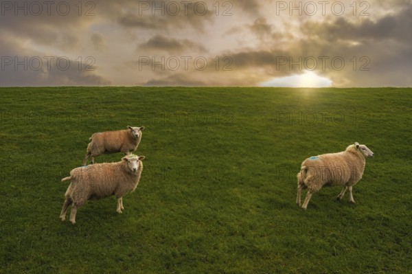 Sheep on the dyke Friesland