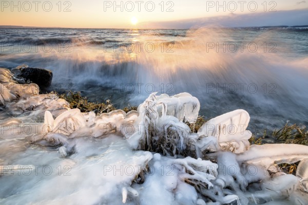 Frozen coast at sunrise with breaking waves and ice-covered plants, Hörnle, Constance, Lake Constance, Baden-Württemberg, Germany, Europe