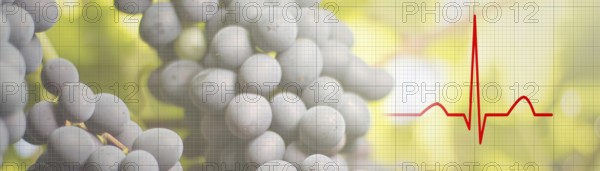 Bunch of grapes on a vine in the sunshine Health food Concept