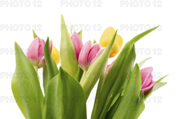Bouquet of fresh tulips. Isolate on white background