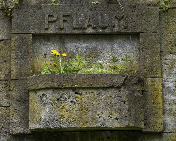 Germany, Berlin, 09.04.2024, Weißensee Jewish Cemetery, tree trunk, Pflaum gravesite, dandelion, Europe