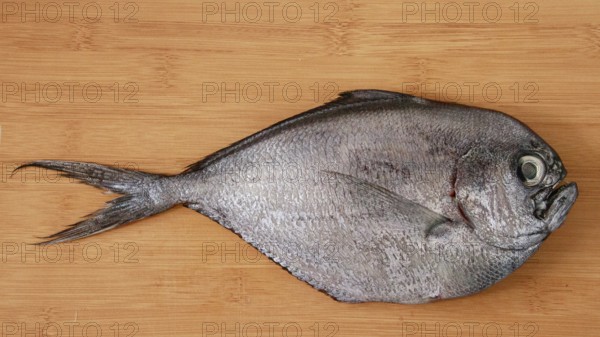 A silver atlantic pomfret or brama brama fish displayed on a wooden surface, highlighting its texture and freshness