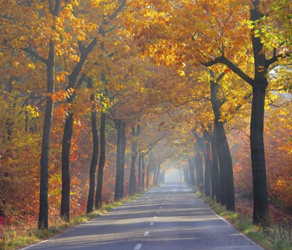 Avenue in autumn, avenue in fall 26