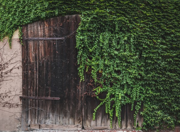 Rustic image with a vintage wooden door half covered with green ivy