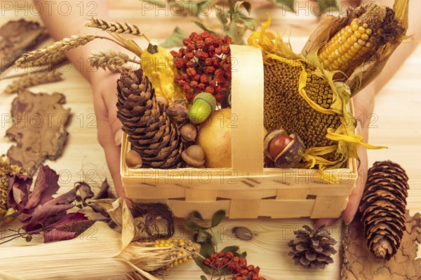 Autumn products such as corn, sunflower, apple, pumpkins in a wooden basket decorated with other forestry fall elements