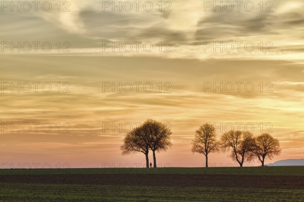 Trees at sunset with walker, Pfalz, Germany, Europe
