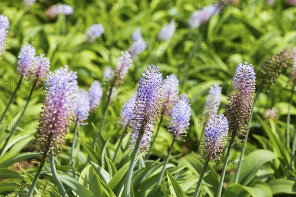 Blauer Ingwer, Dichorisandra thyrsiflora. Brasilien, Madeira, Funchal, Blue ginger, Flower of the Commelinaceae family originating in Brazil