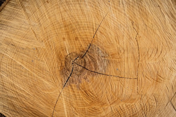 Annual rings on a tree trunk. Symbolic photo for age. Austria