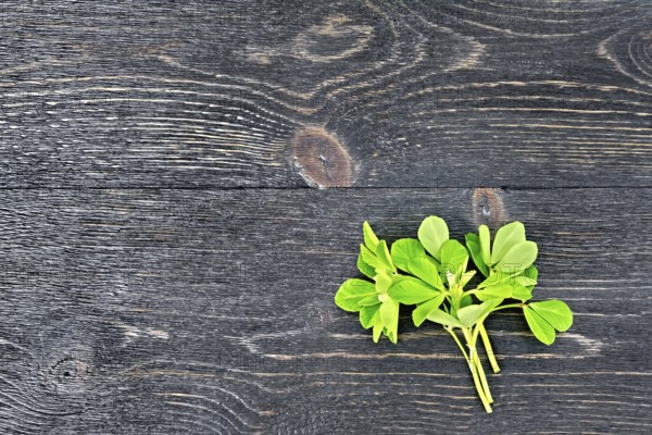 Bunch of fresh green fenugreek with white flowers on a black wooden board background