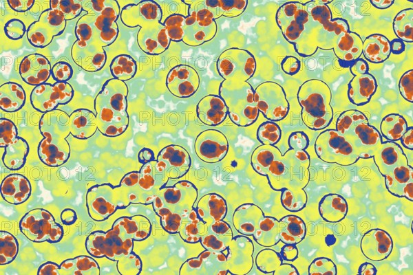 Shape of bacterial cell: cocci, bacilli, spirilla bacteria background