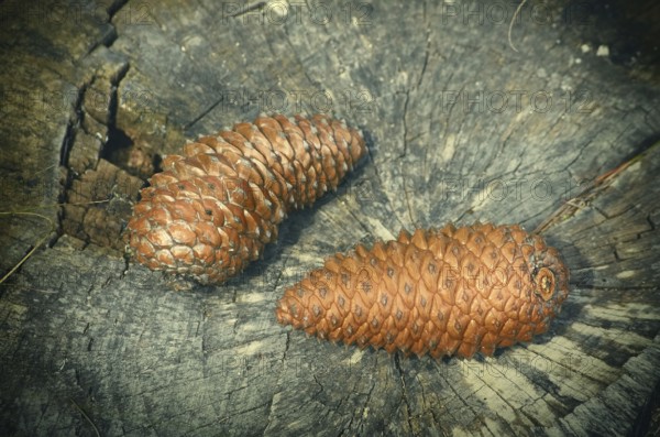Two pine cones on the stump Varna, Bulgaria, Europe
