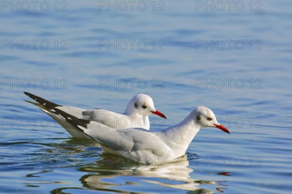 Couple of Seagulls on the Water Surface Varna, Bulgaria, Europe