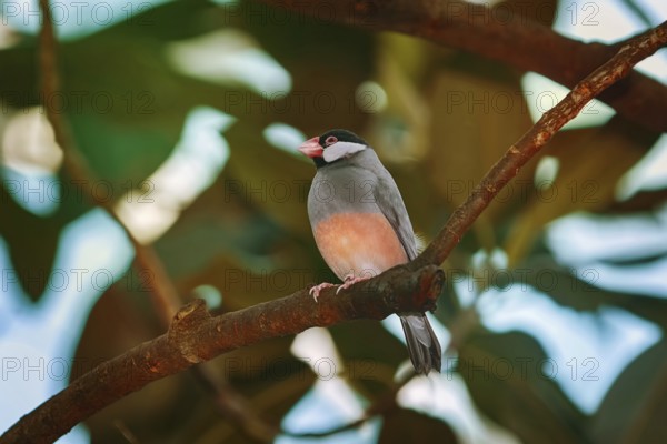 Java Sparrow (Lonchura Oryzivora) Perched on the Branch Vienna, Austria, Europe