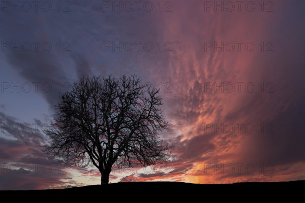 Lonely tree. Sunset with cloudy sky