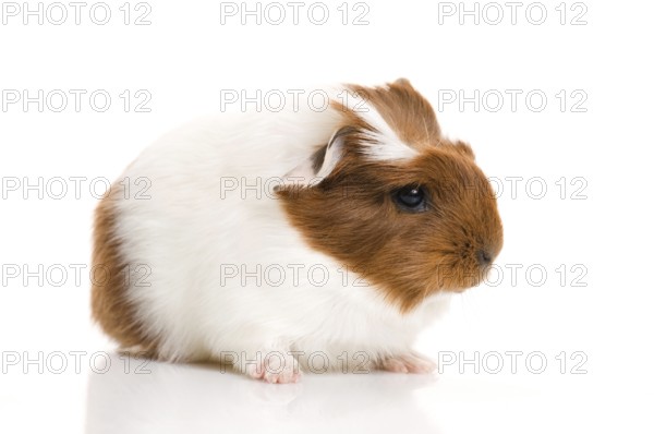 Baby guinea pig