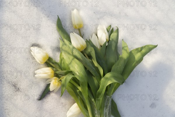 Weißer Tulpenstrauß liegt auf weißem Schnee