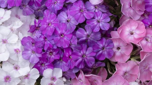 Beautiful flowers. Close-up of purple and white phlox